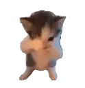 kitten